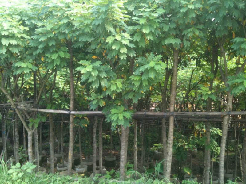 黄花槐基地直销5-10公分