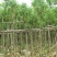 黄花槐基地直销5-10公分