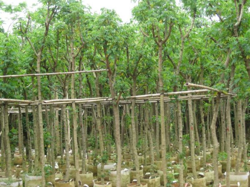 黄花槐基地直销5-10公分