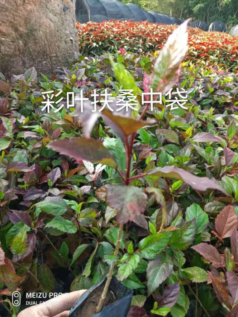 彩叶扶桑基地直销高度15-35公分