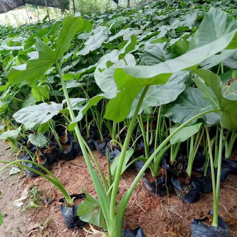 福建漳州海芋直销高度20-50公分