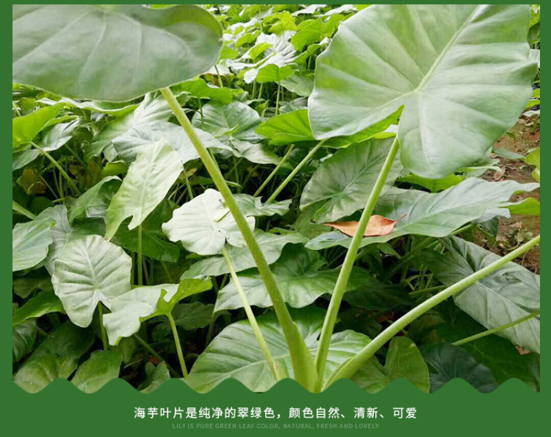 福建漳州海芋直销高度20-50公分