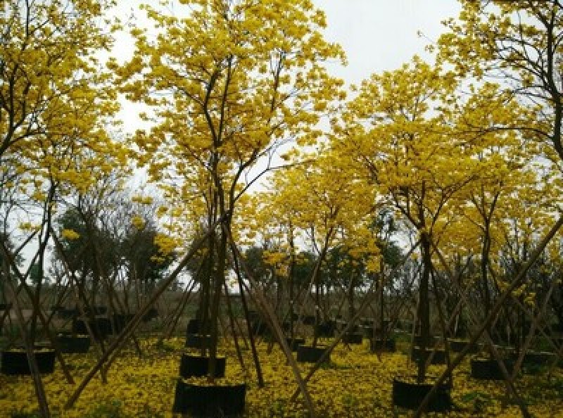 黄花风铃木10~20cm基地直销