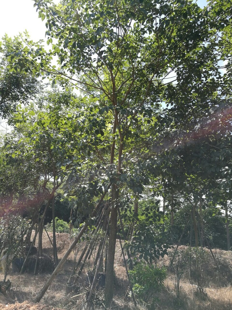 黄花风铃木10~20cm基地直销