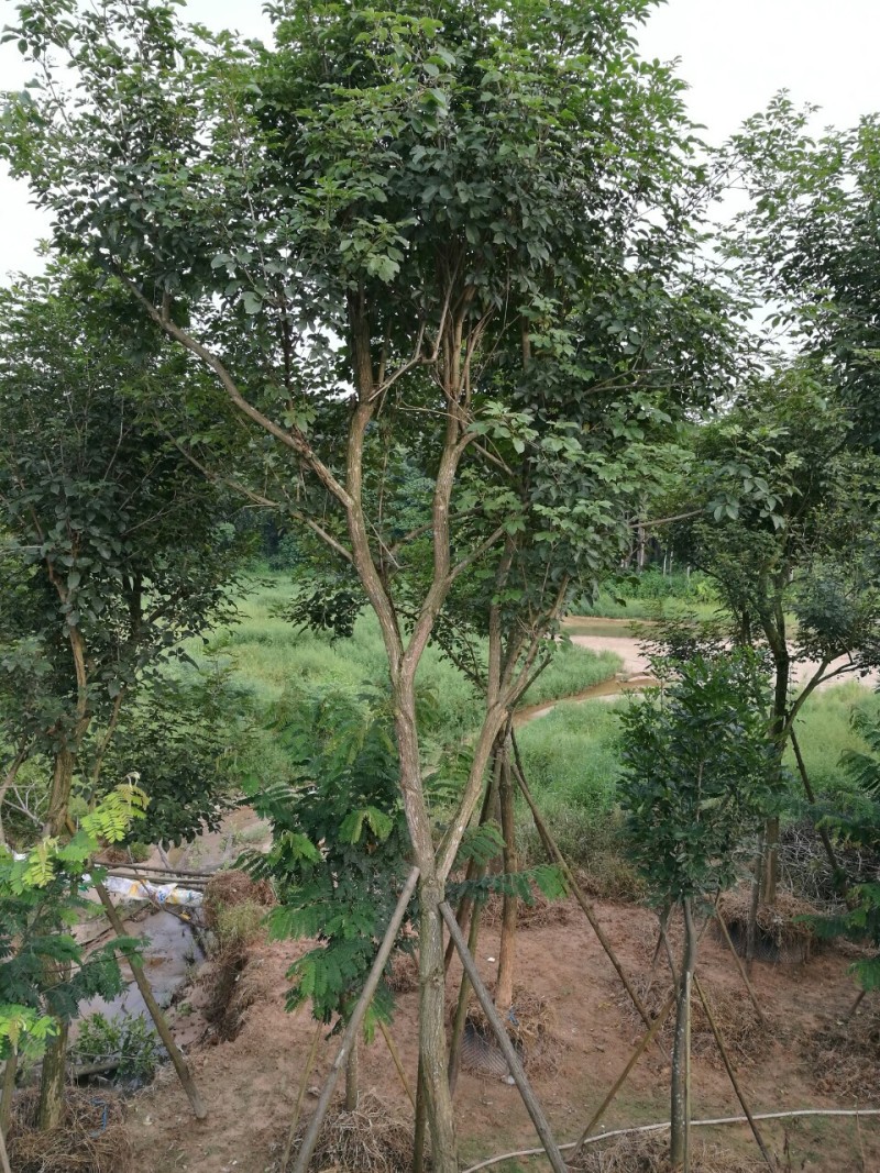 黄花风铃木10~20cm基地直销