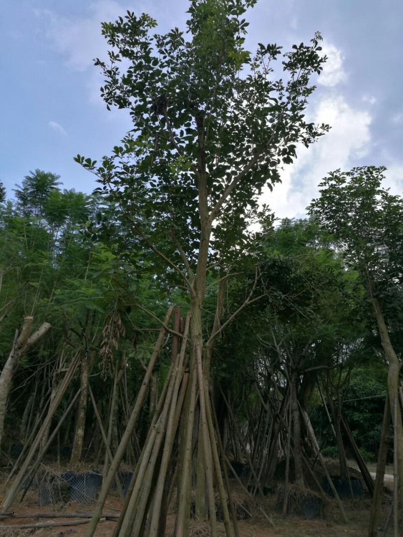 黄花风铃木10~20cm基地直销