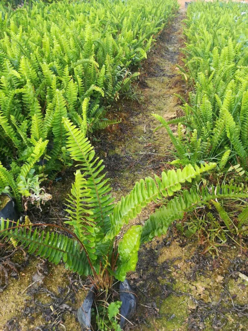 福建漳州排骨草肾厥农户低价出售