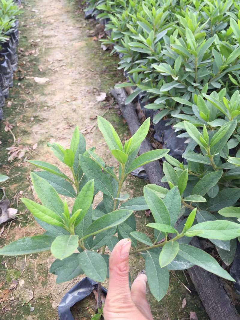 毛杜鹃农户直销高度20-35公分
