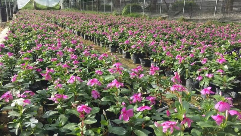 长春花日日春农户基地直销高度15-25公分