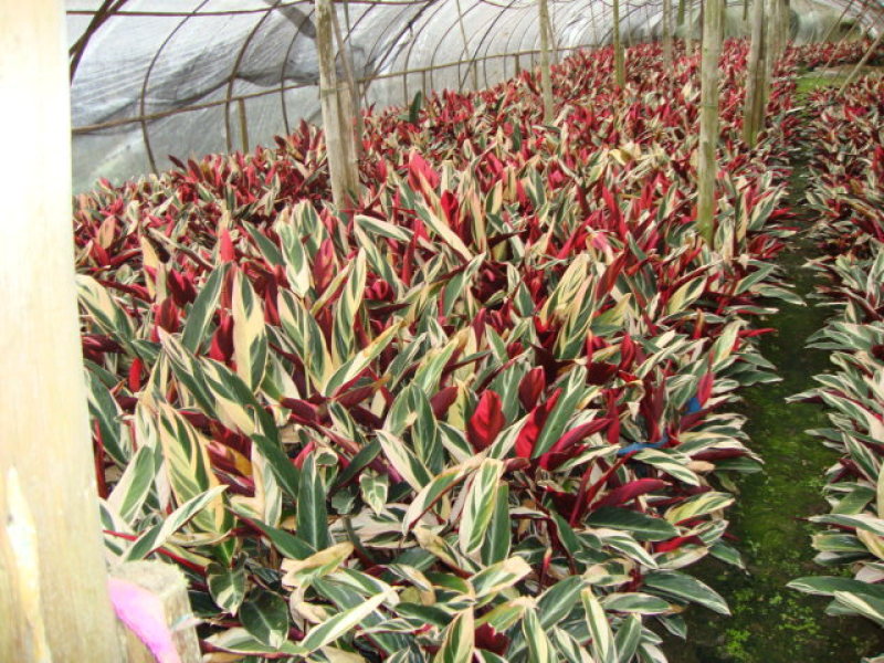 七彩竹芋农户直销高度15-30公分