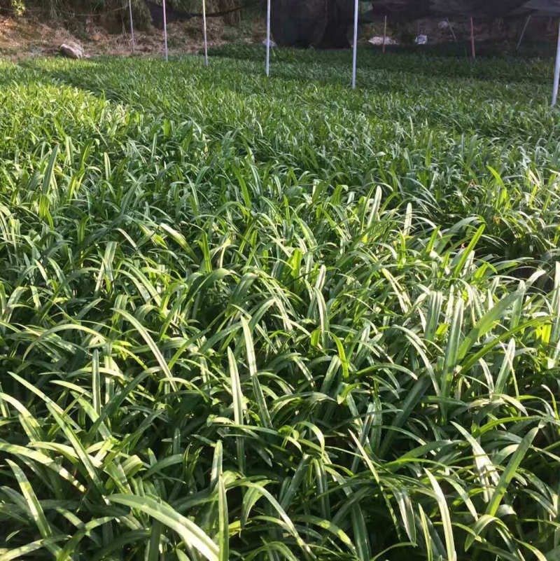 蜘蛛兰基地蜘蛛兰价格福建漳州蜘蛛兰