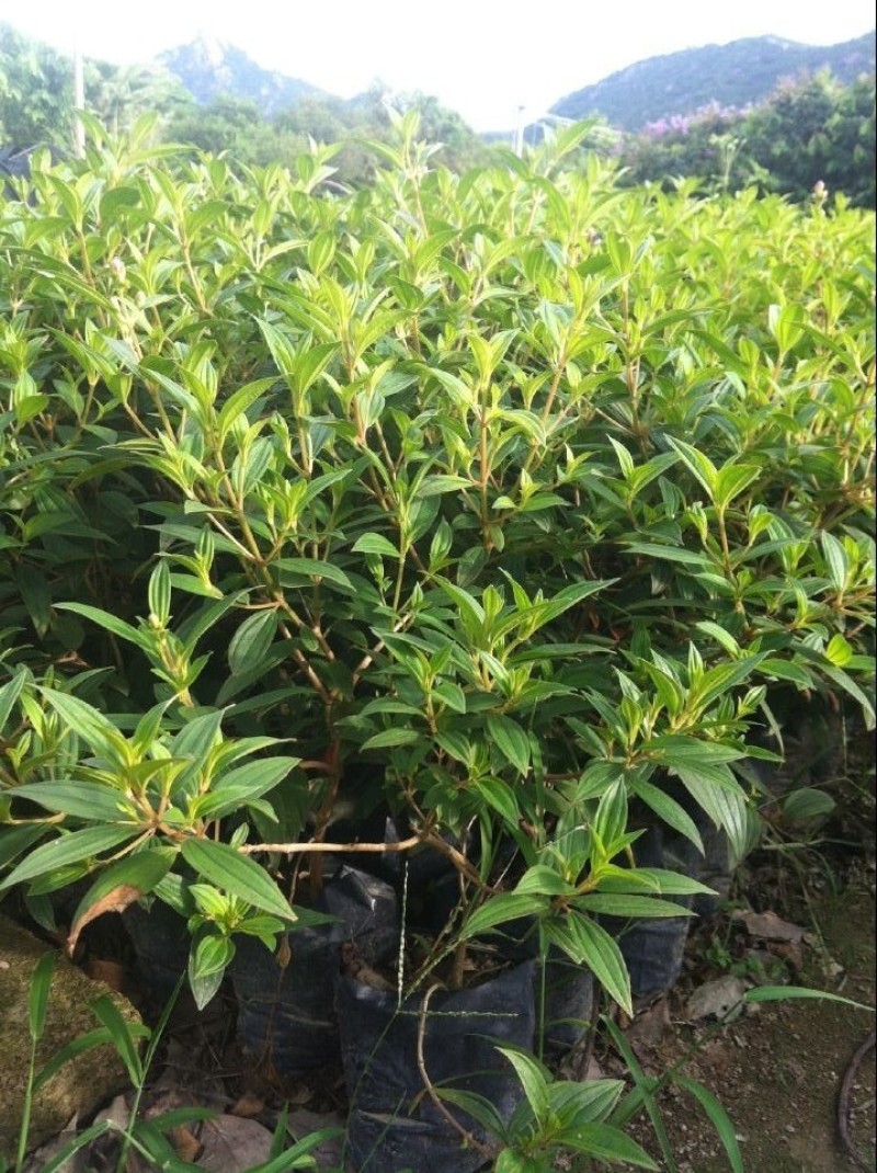 野牡丹巴西野牡丹农户直销