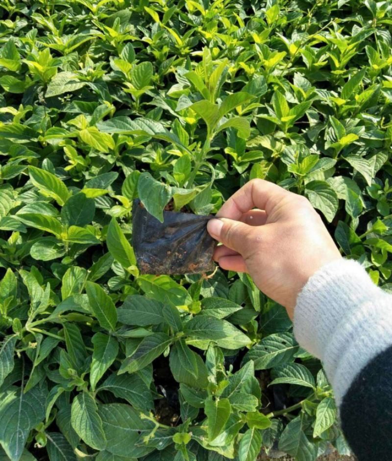 翠卢莉农户直销高度15-25公分