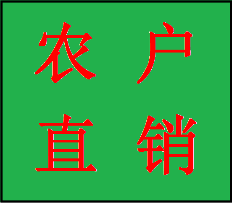 红背桂农户直销高度20-35公分