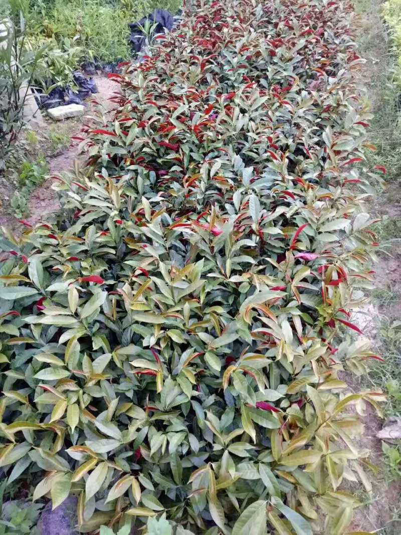 红背桂农户直销高度20-35公分