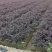红花继木农户直销高度15-35公分