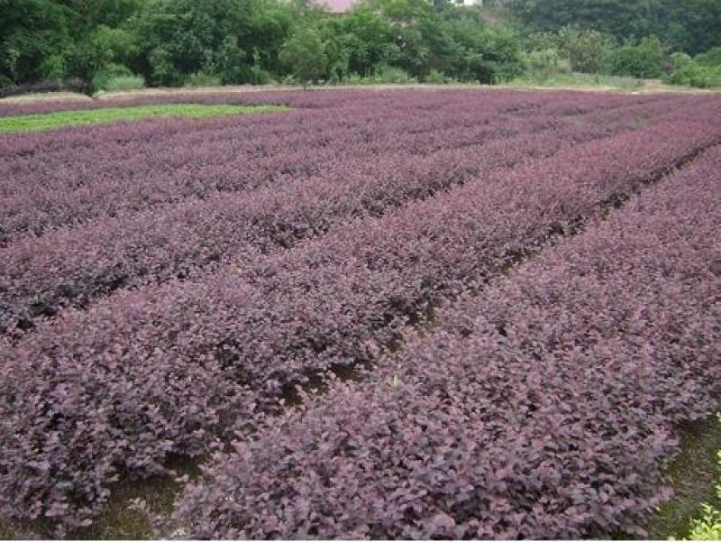 红花继木农户直销高度15-35公分