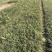 银边草农户直销高度20-35公分