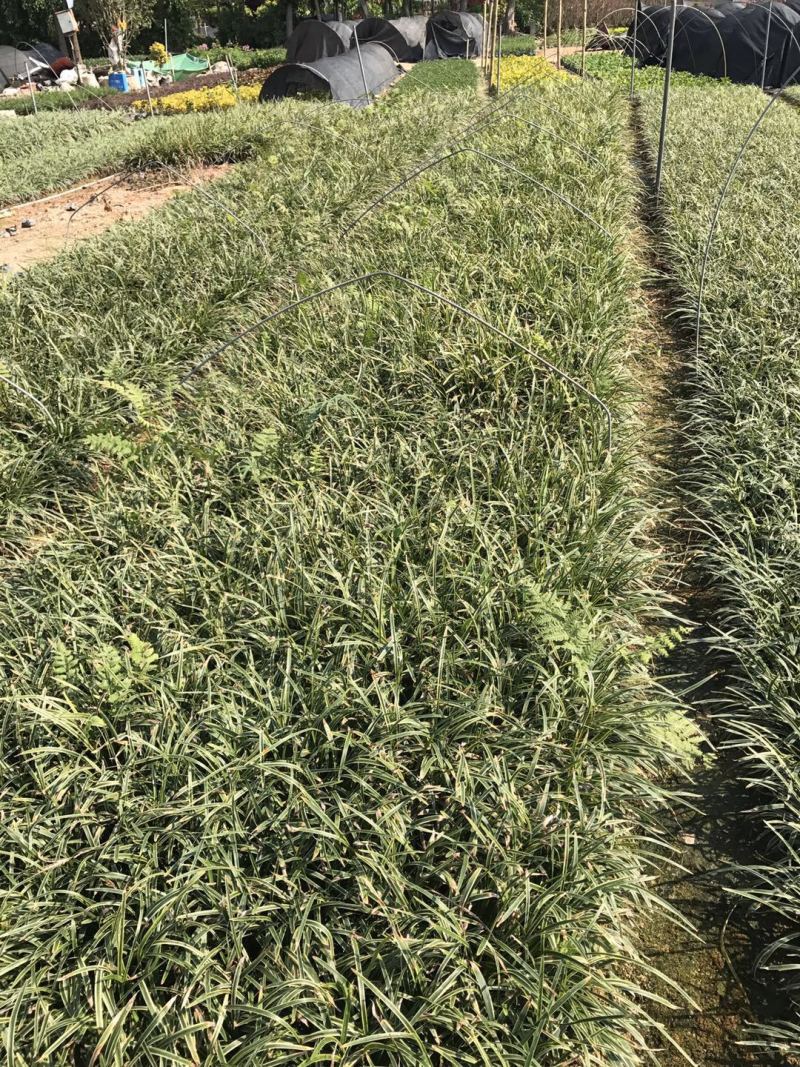 银边草农户直销高度20-35公分
