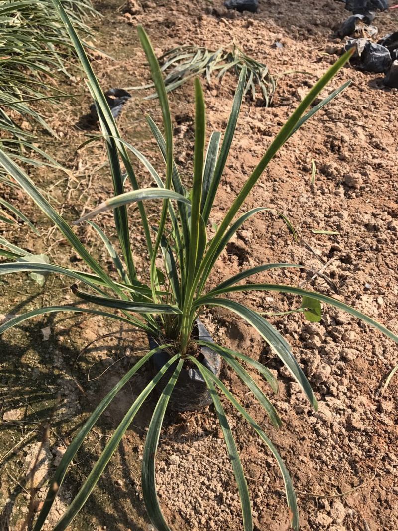 银边草农户直销高度20-35公分