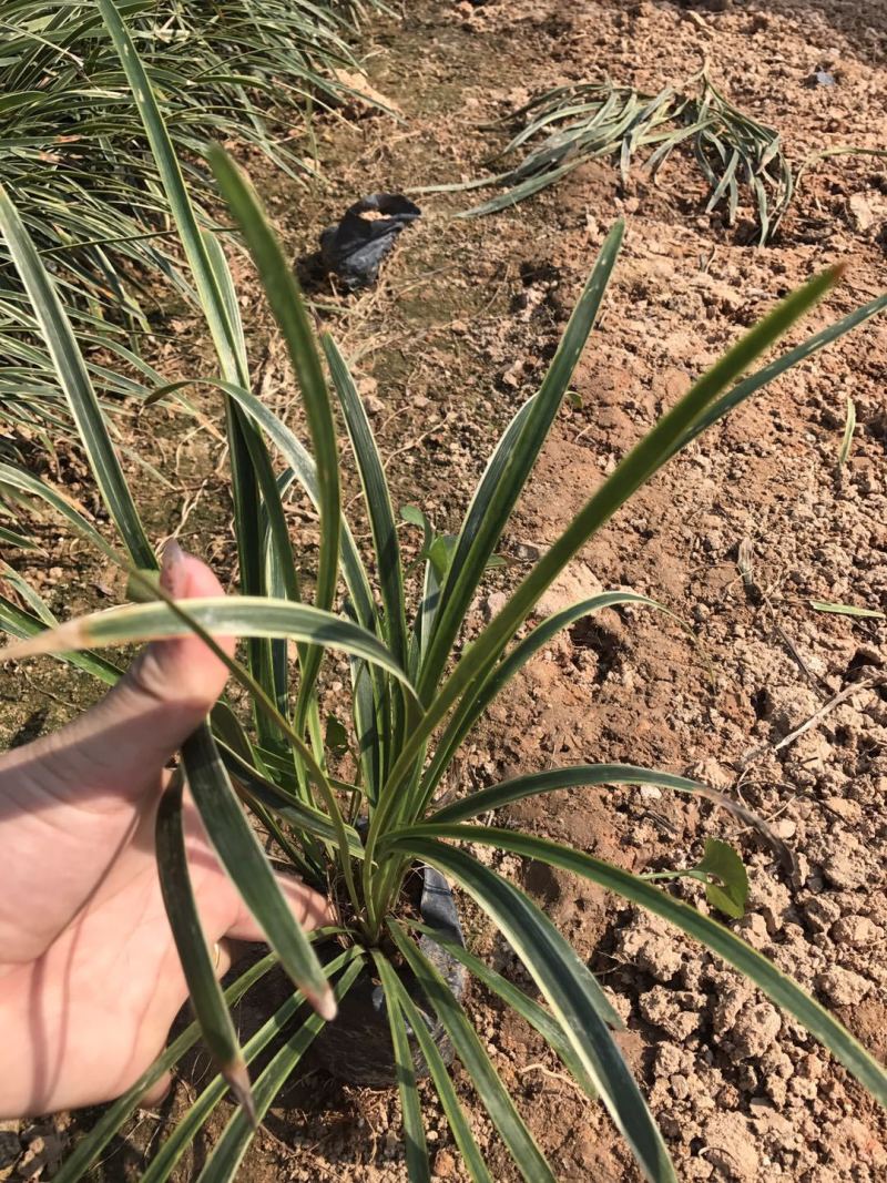 银边草农户直销高度20-35公分
