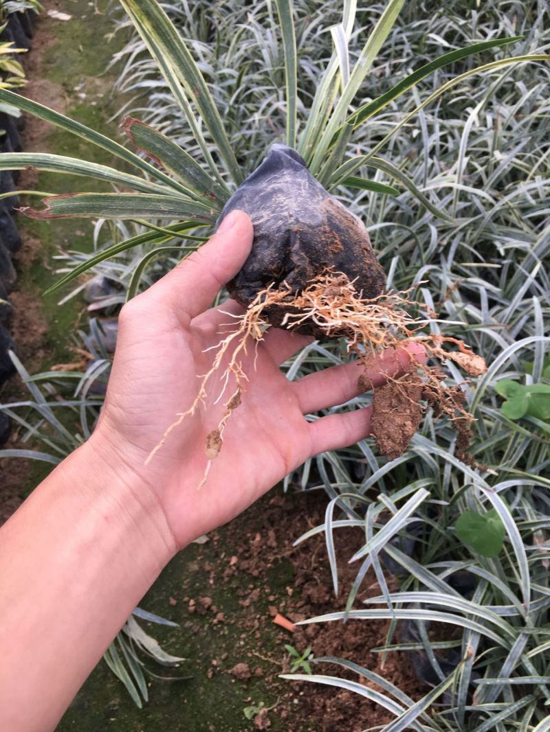 银边草农户直销高度20-35公分