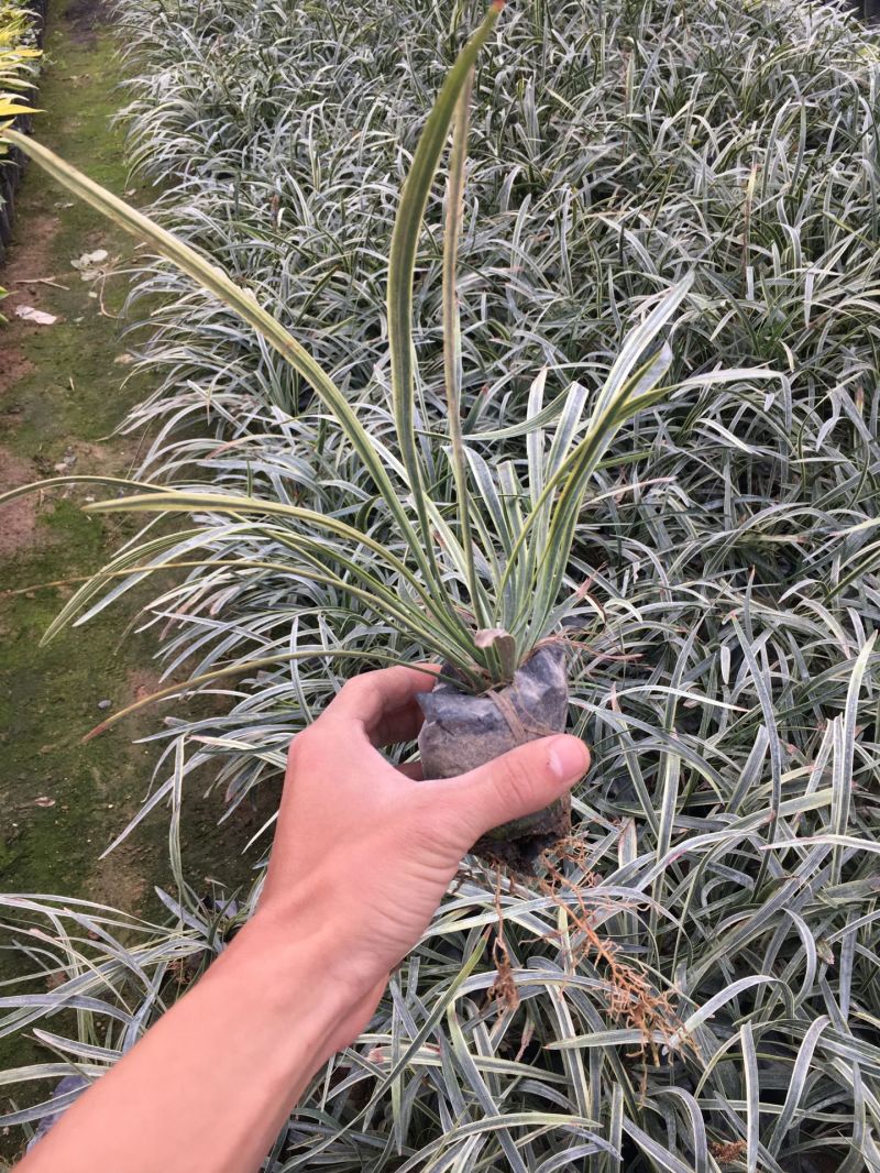 银边草农户直销高度20-35公分