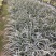 银边草农户直销高度20-35公分