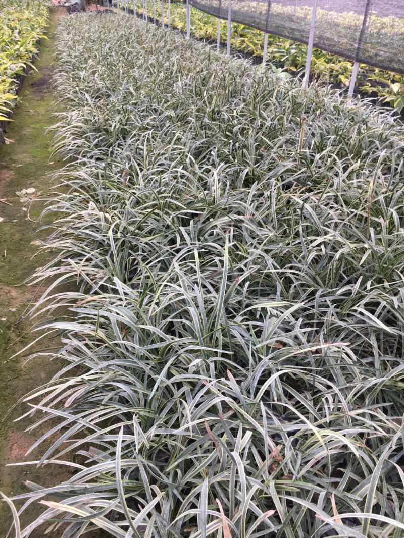 银边草农户直销高度20-35公分