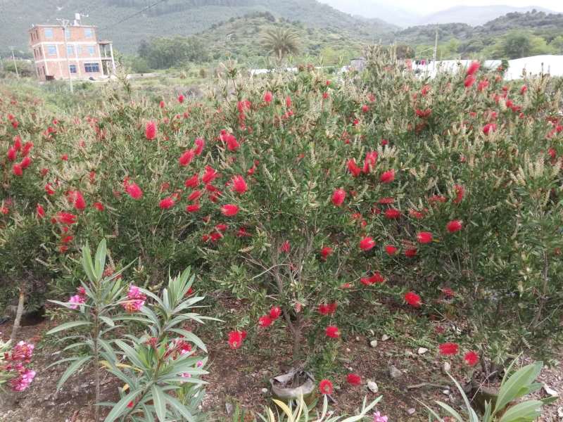 美花红千层农户直销高度1米-2米