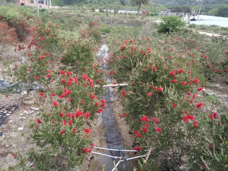 美花红千层农户直销高度1米-2米