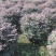 红花继木球红花继木农户直销