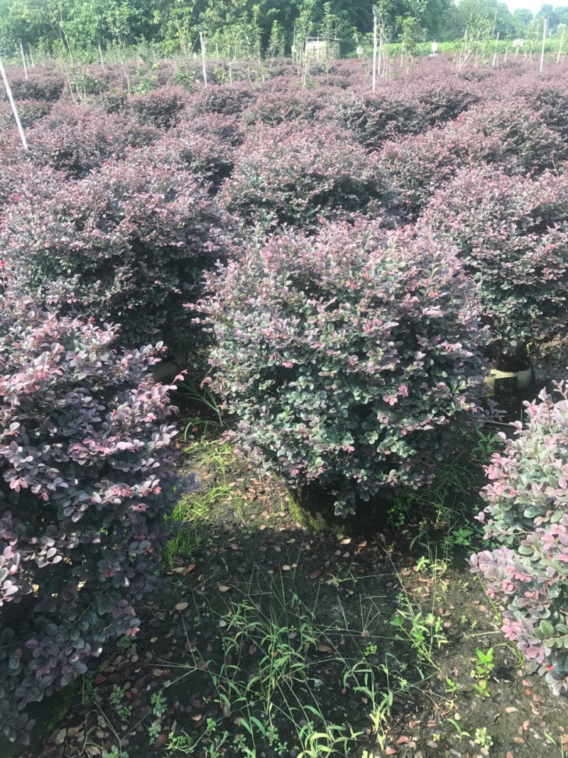 红花继木球红花继木农户直销