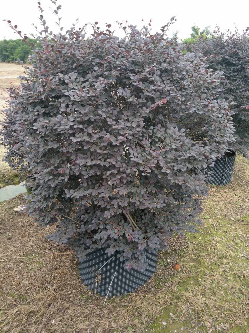 红花继木球红花继木农户直销
