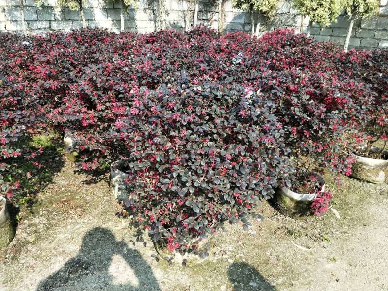 红花继木球红花继木农户直销