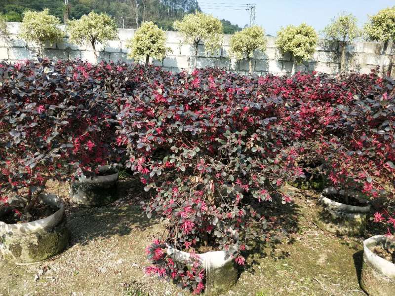 红花继木球红花继木农户直销