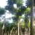 麻楝农户基地直销胸径10-30公分