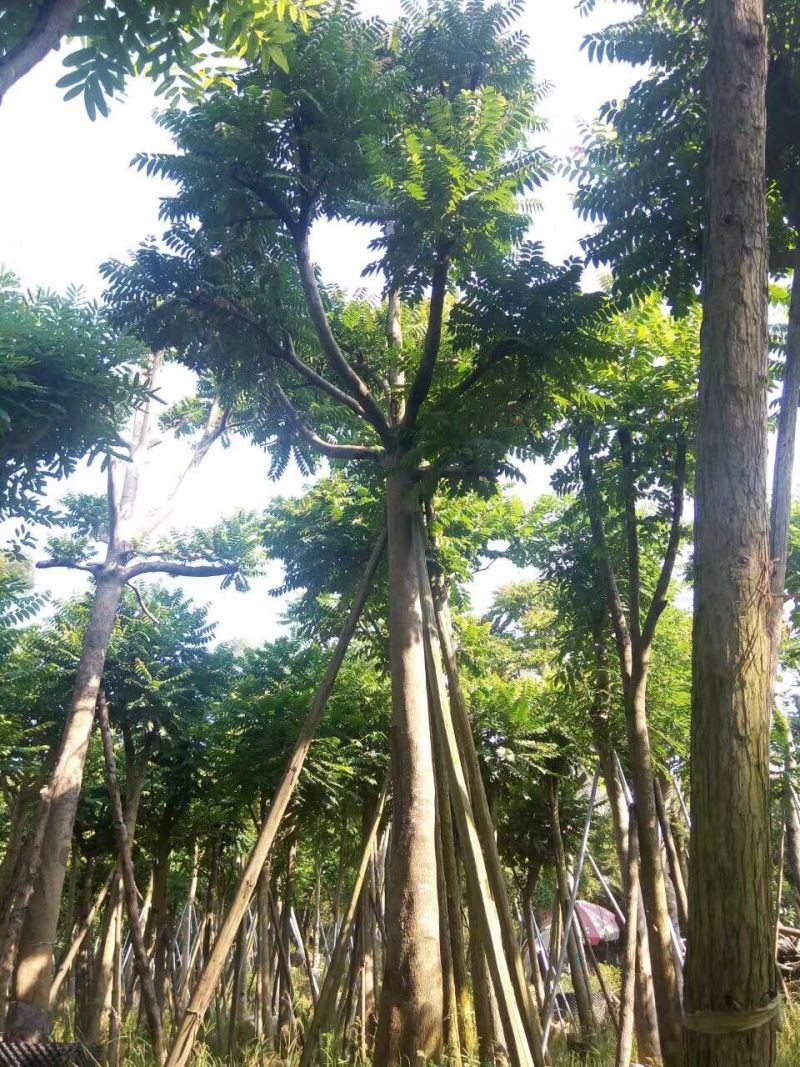 麻楝农户基地直销胸径10-30公分