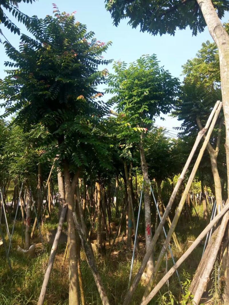 麻楝农户基地直销胸径10-30公分
