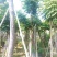 麻楝农户基地直销胸径10-30公分