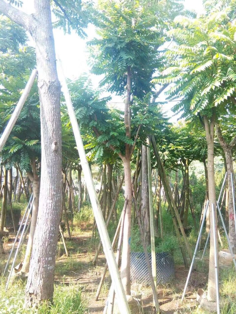 麻楝农户基地直销胸径10-30公分