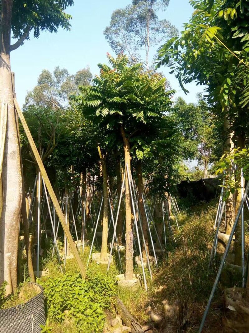 麻楝农户基地直销胸径10-30公分