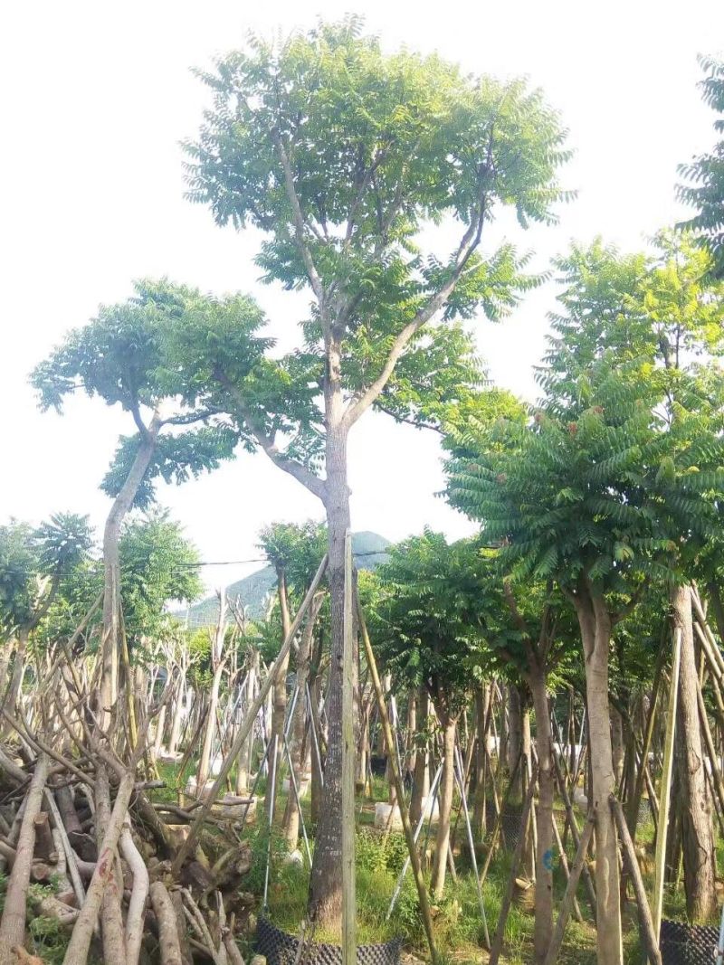 麻楝农户基地直销胸径10-30公分