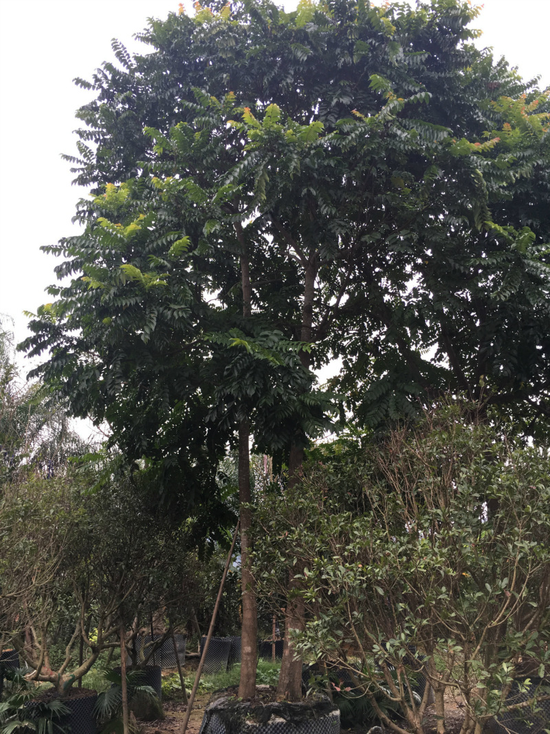 麻楝农户基地直销胸径10-30公分