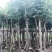 桃花心木农户基地直销胸径10-30公分