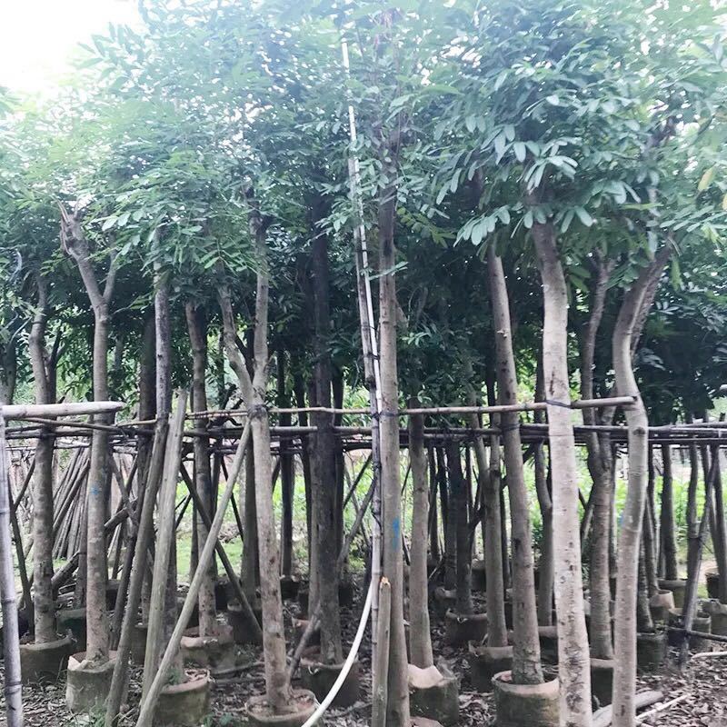 桃花心木农户基地直销胸径10-30公分
