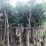 桃花心木农户基地直销胸径10-30公分