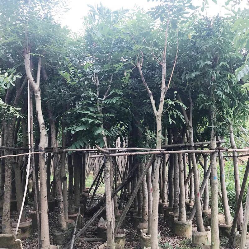 桃花心木农户基地直销胸径10-30公分