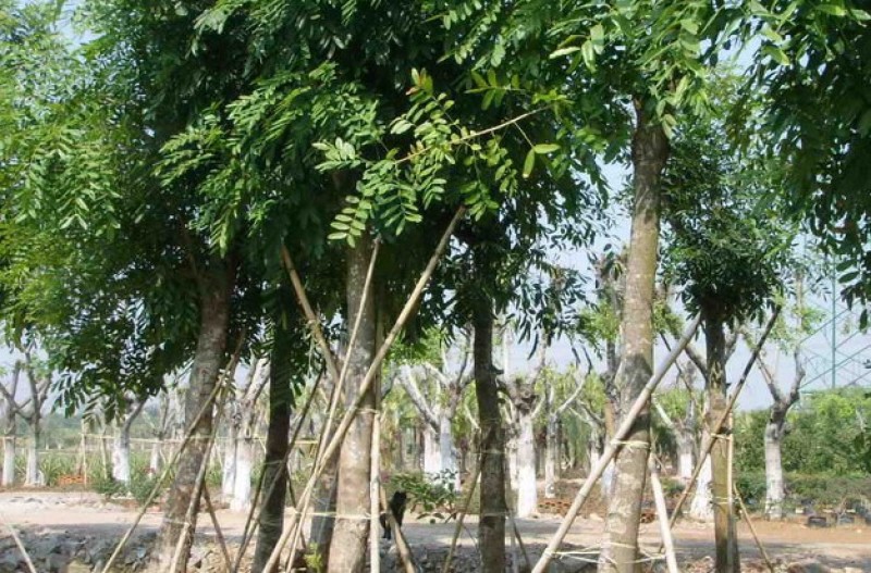 桃花心木农户基地直销胸径10-30公分