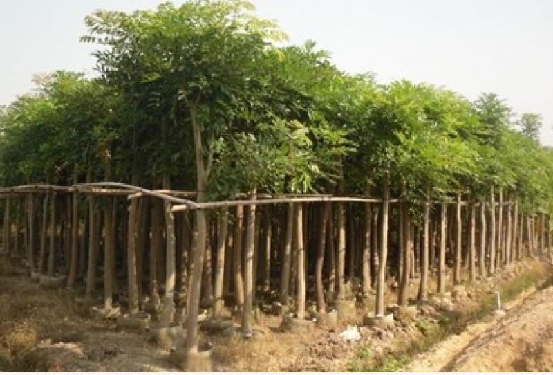 桃花心木农户基地直销胸径10-30公分